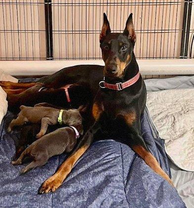 Fidelis Dobermans