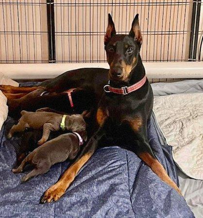 Fidelis Dobermans