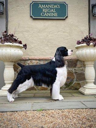 Amanda's Regal Canine