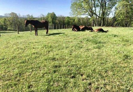 Spurlock Equine Associates
