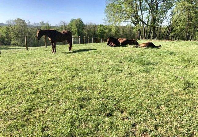 Spurlock Equine Associates