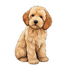 Doodle Dog Pups - Miniature Goldendoodles, Goldendoodles, Labradoodles