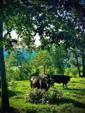 Altamont Cattle Company