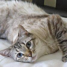At Home Cat Care