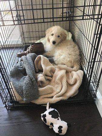 Doodle Dog Pups - Miniature Goldendoodles, Goldendoodles, Labradoodles