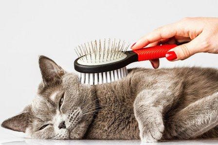 At Home Cat Care