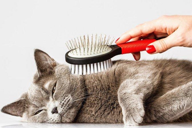 At Home Cat Care