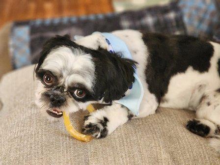 Woof Gang Bakery & Grooming Belmont Chase