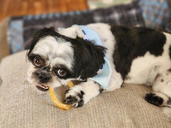 Woof Gang Bakery & Grooming Belmont Chase