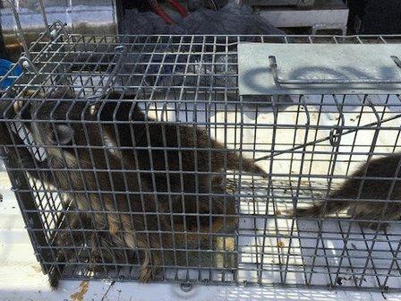 Veteran Pest & Wildlife Services
