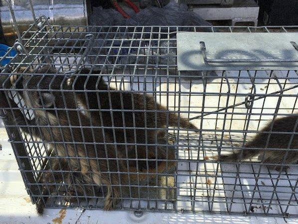 Veteran Pest & Wildlife Services