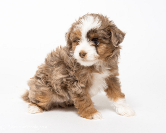 The Puppy Shop