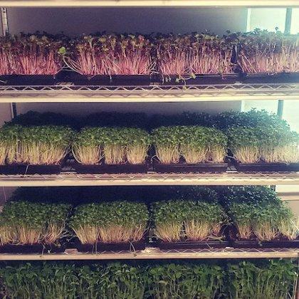 Backyard Dreams Microgreens LLC