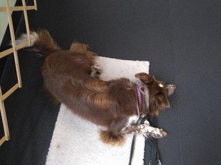 Hungry Like the Woof / Singing Stones Animal Wellness Centre