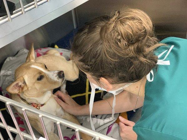 Veterinary Surgical Centers