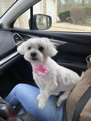 Julie’s Dog Grooming