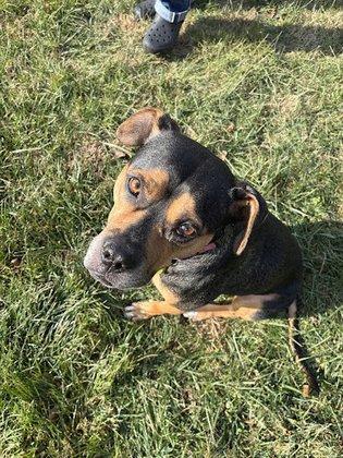 Royal Oak Veterinary + Urgent Care