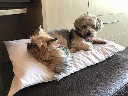 Morrow Susan DVM
