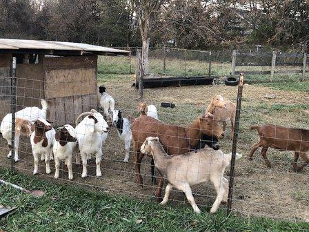 Lutheran Valley Farm