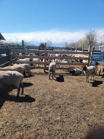 Mena Rock Hill Farm Inc