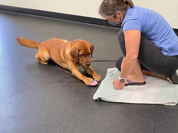Red Dog Run Training and Behavior