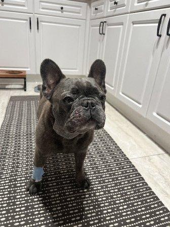 Veterinary Surgical Centers