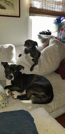 Southside Animal Hospital