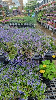 Walmart Garden Center