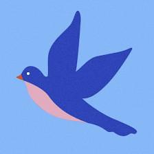 Bluejay Pediatrics