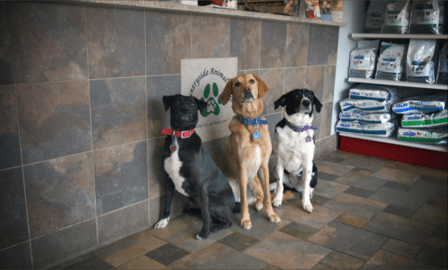 Countryside Animal Clinic