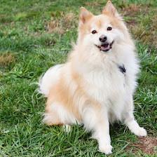Leesburg Veterinary Internal Medicine