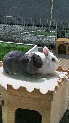Divine's Pet Care, LLC