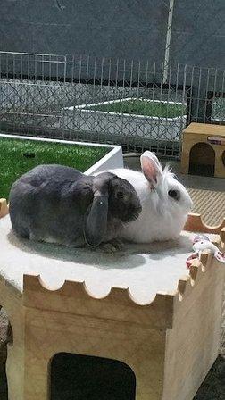 Divine's Pet Care, LLC