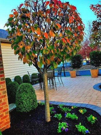 Design Scapes Inc