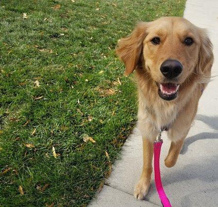 Mickey & Friends Dog Walks and Playdates LLC