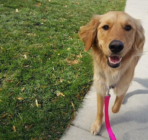 Mickey & Friends Dog Walks and Playdates LLC