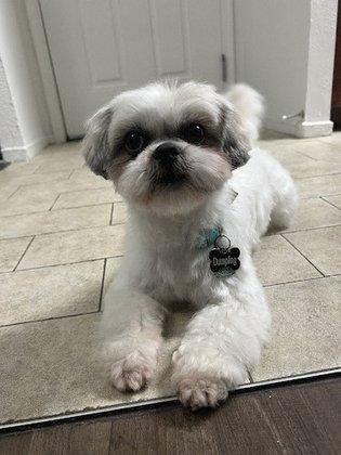 PetSmart Grooming