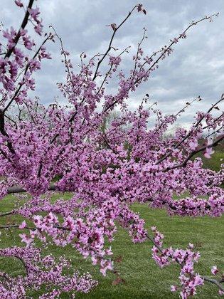 Ivandale Farms Nursery