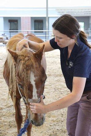 Total Equine Veterinary Associates, PC