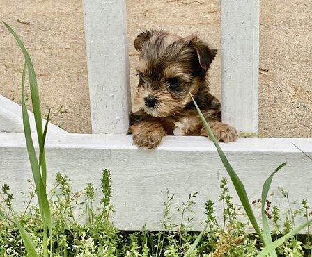 Sierra Yorkie pups CKC Registered
