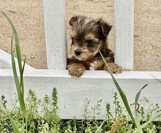 Sierra Yorkie pups CKC Registered