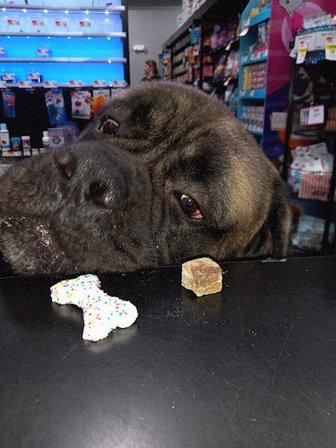 Pet Supplies Plus Purcellville