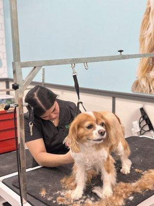 Pet Supplies Plus Sterling Grooming