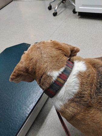Dumfries Animal Hospital
