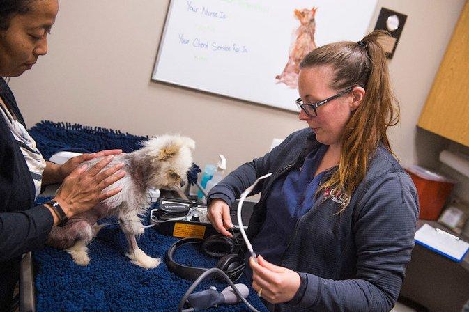CVCA Cardiac Care For Pets