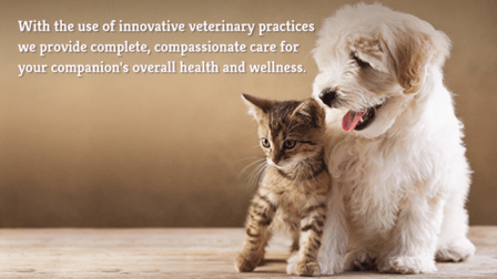 Falls Church Animal Hospital