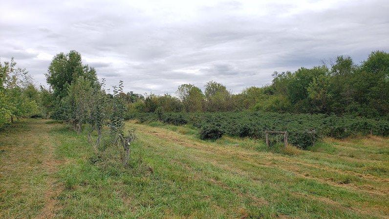 Crooked Run Orchard