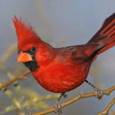 Cardinal Cleaners & Alterations