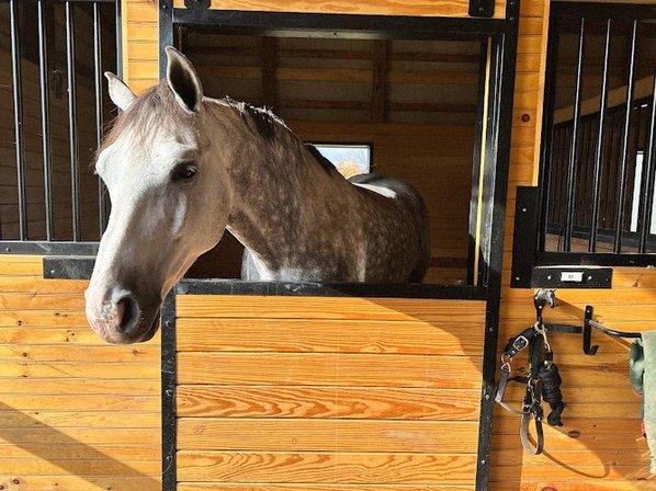 Ck Sporthorses