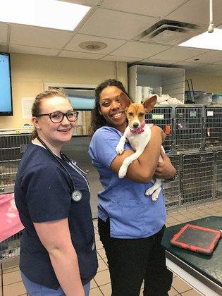 Pender Veterinary Centre - Fairfax (24/7 Emergency)